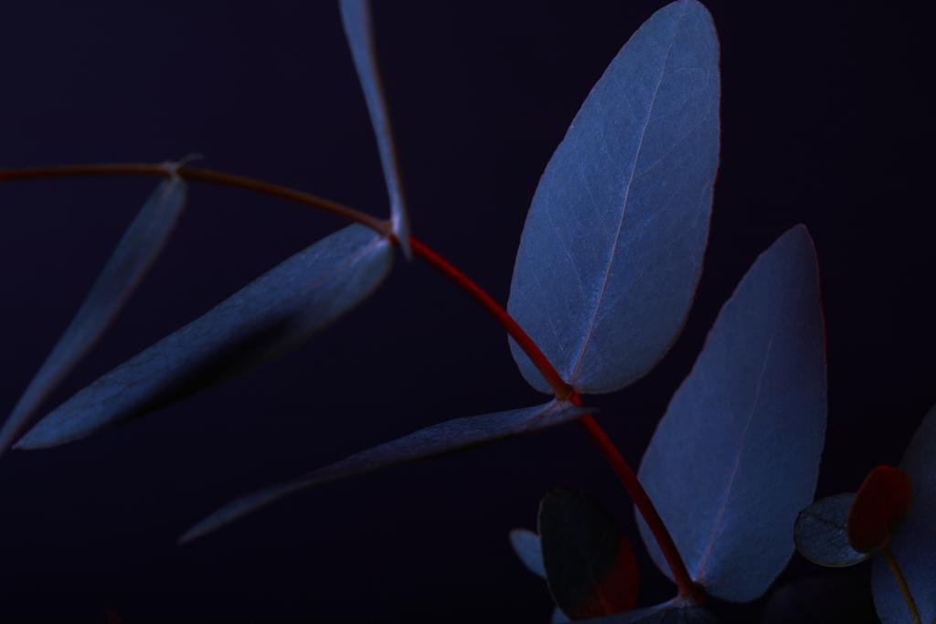 Eucalyptus bladeren op rode takje op donker - Foto, afbeelding