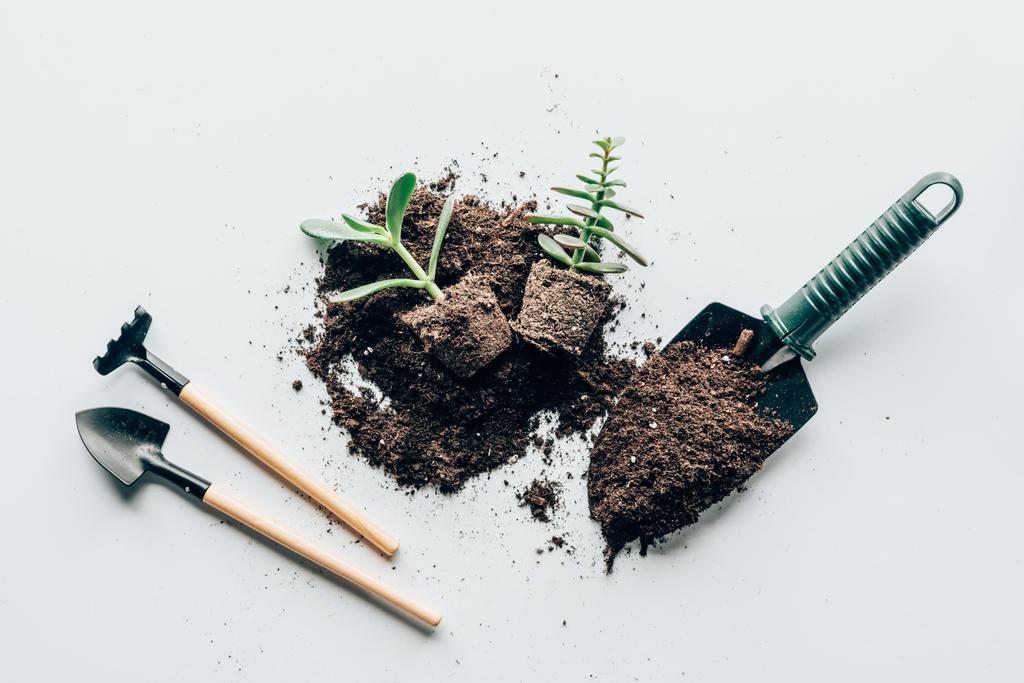 top view of green plants in ground, gardening tools and soil on grey - Photo, Image