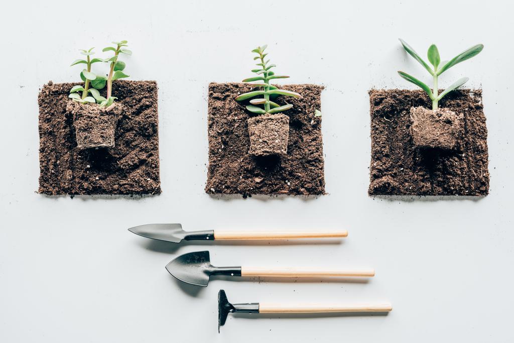 vista superior de hermosas plantas verdes en el suelo y herramientas de jardinería en gris
  - Foto, Imagen