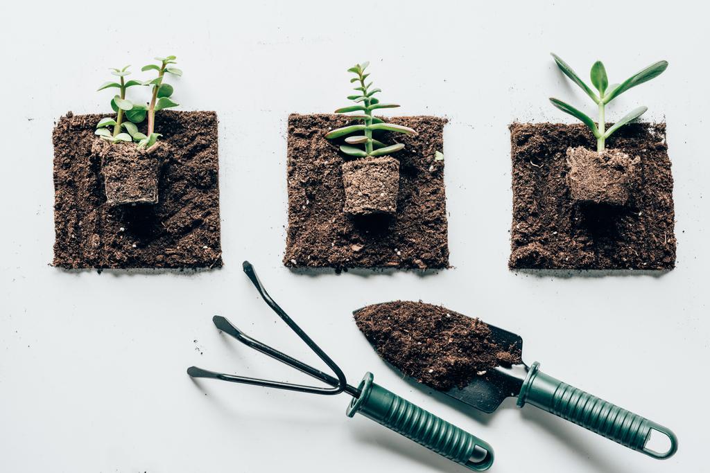 vista superior de belas plantas verdes no chão e ferramentas de jardinagem em cinza
  - Foto, Imagem