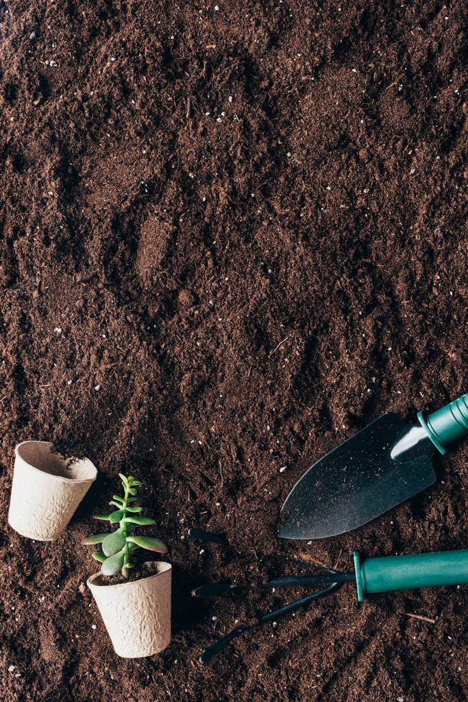 top view of gardening tools, green plant and flower pots on soil  - Photo, Image