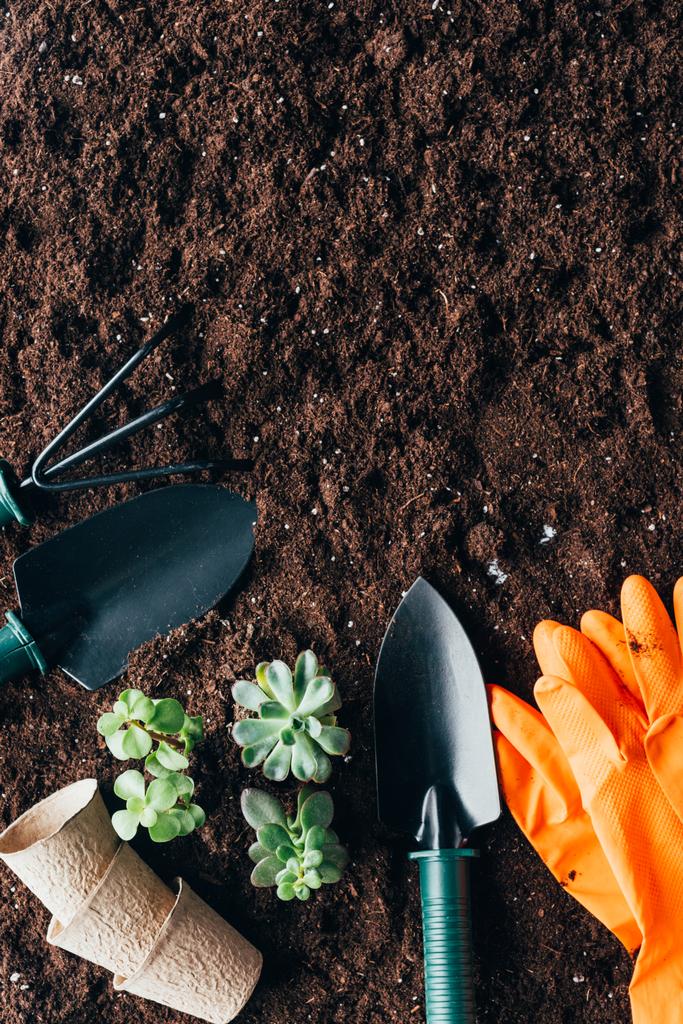 το Top view πράσινα φυτά, γλάστρες και εργαλεία κηπουρικής, γάντια από καουτσούκ στο χώμα  - Φωτογραφία, εικόνα