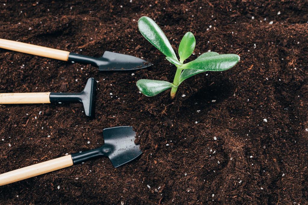 vista de cerca de hermosas plantas verdes y herramientas de jardinería en el suelo
 - Foto, imagen