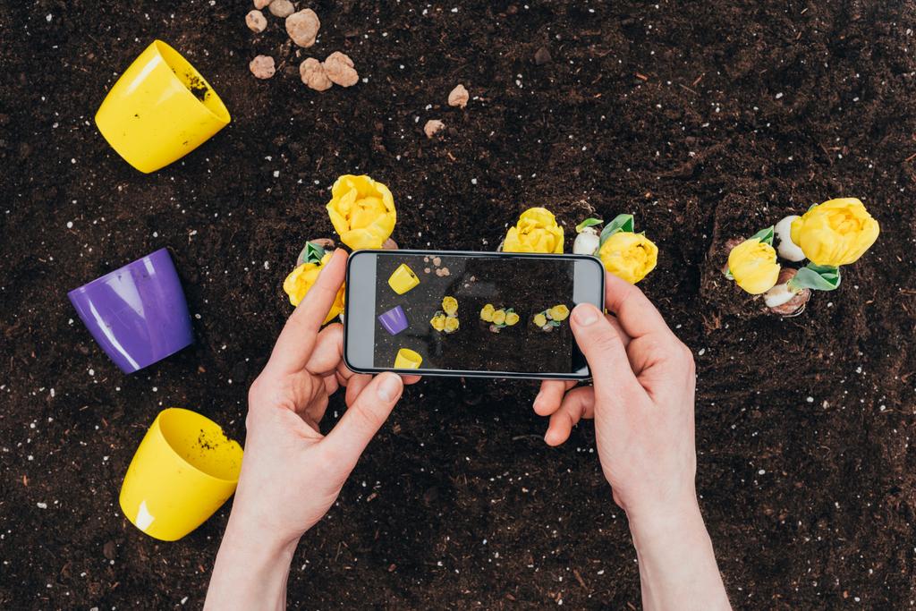 Μερική άποψη του ατόμου με το smartphone φωτογραφίζοντας όμορφα κίτρινα λουλούδια στο χώμα  - Φωτογραφία, εικόνα