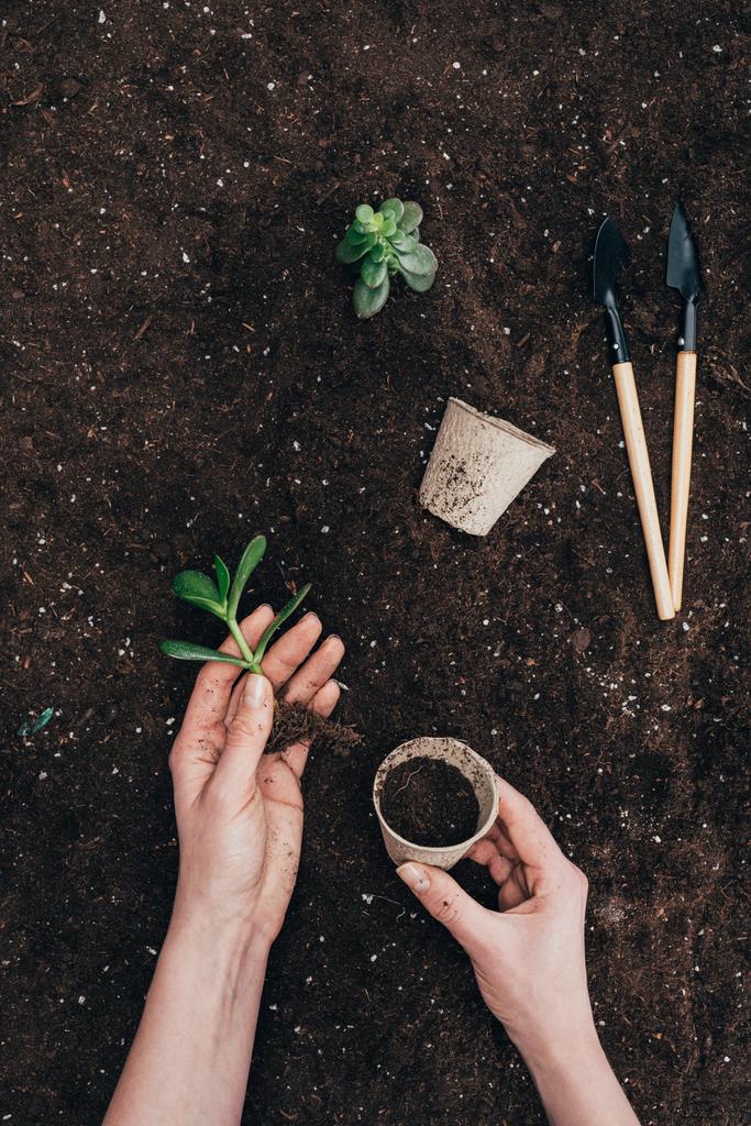Μερική άποψη του χέρια που κρατούν το πράσινο των φυτών και λουλουδιών κατσαρόλα πάνω από το έδαφος με εργαλεία κηπουρικής  - Φωτογραφία, εικόνα