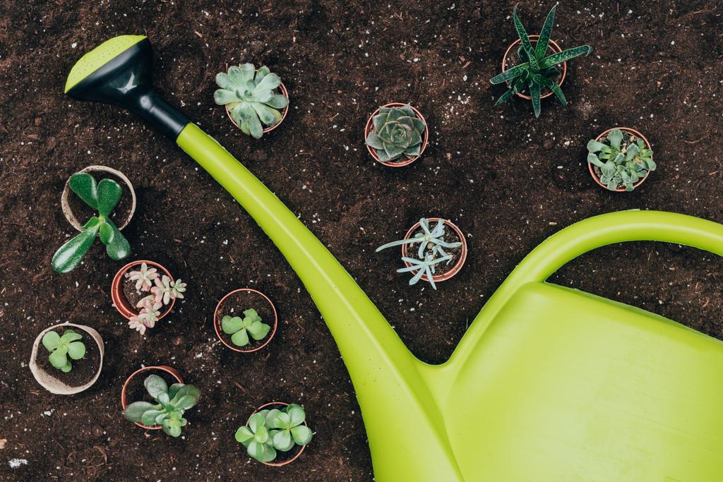 top view of beautiful green potted plants and big plastic watering can on soil  - Photo, Image