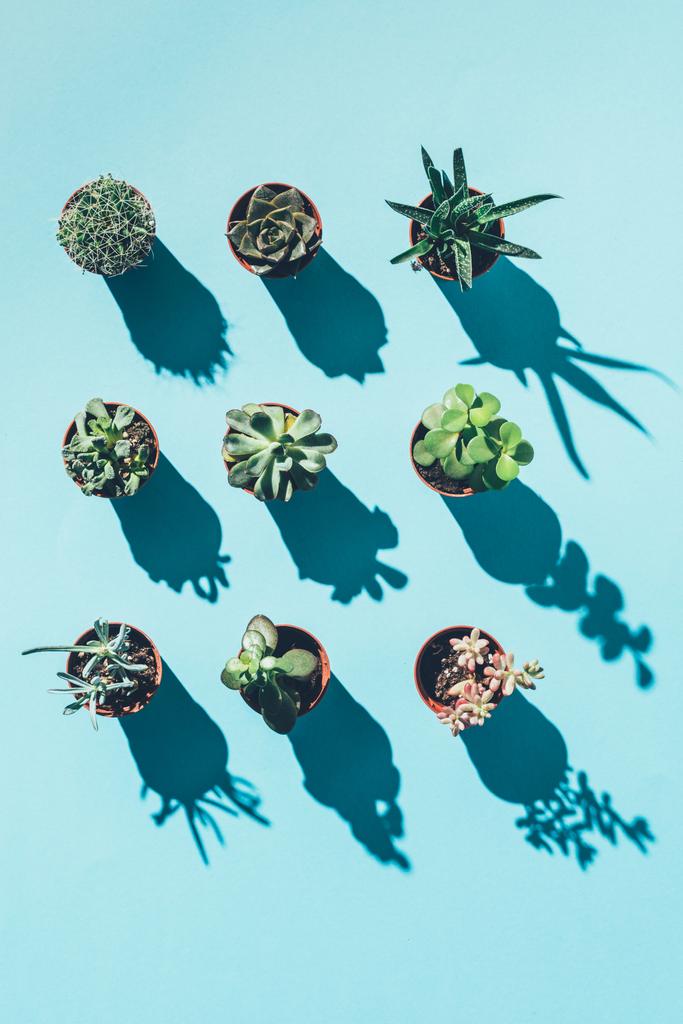 Blick von oben auf schöne grüne Zimmerpflanzen in Töpfen mit Schatten auf blau - Foto, Bild