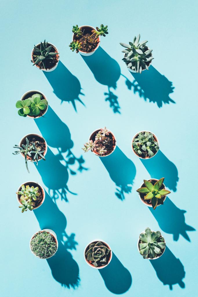 vista dall'alto della lettera G fatta da piante in vaso verdi su blu
 - Foto, immagini