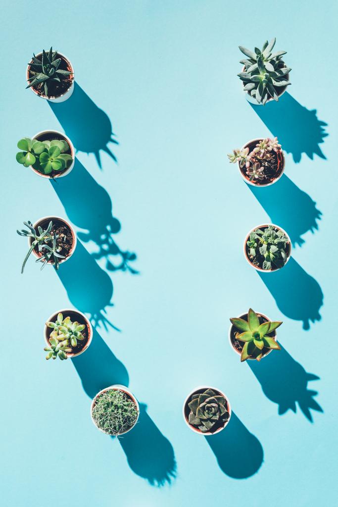 top view of letter U made from green potted plants on blue  - Photo, Image