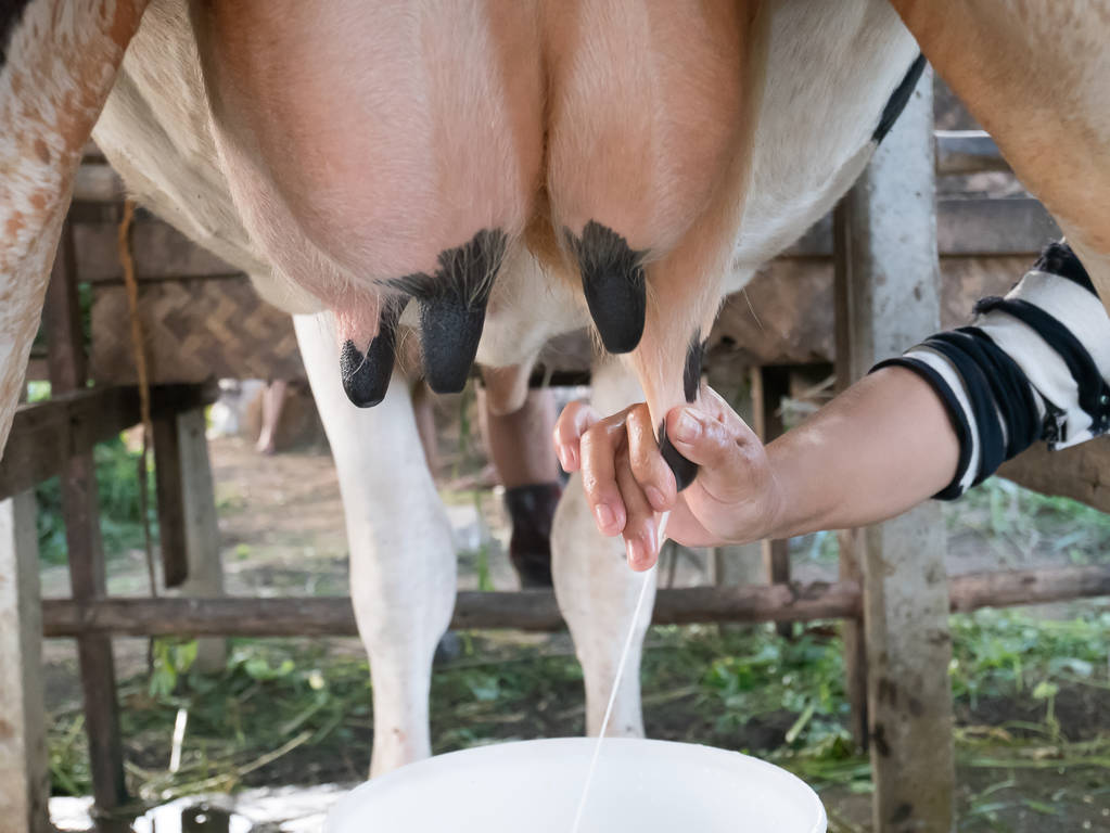 Vaca leiteira, trabalhador expressão manual de leite
 - Foto, Imagem