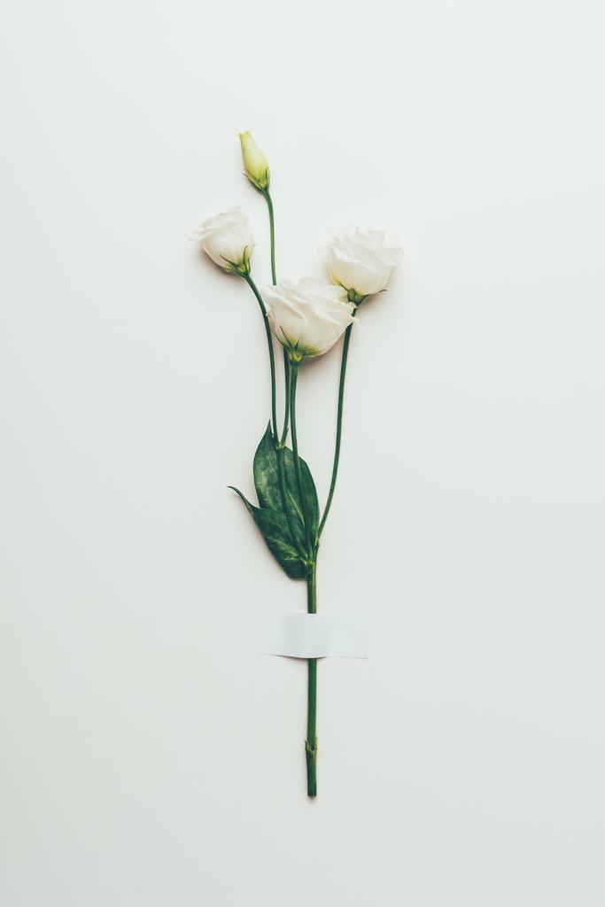 kwiaty piękne przetargu eustoma biała z zielonych liści na szary - Zdjęcie, obraz