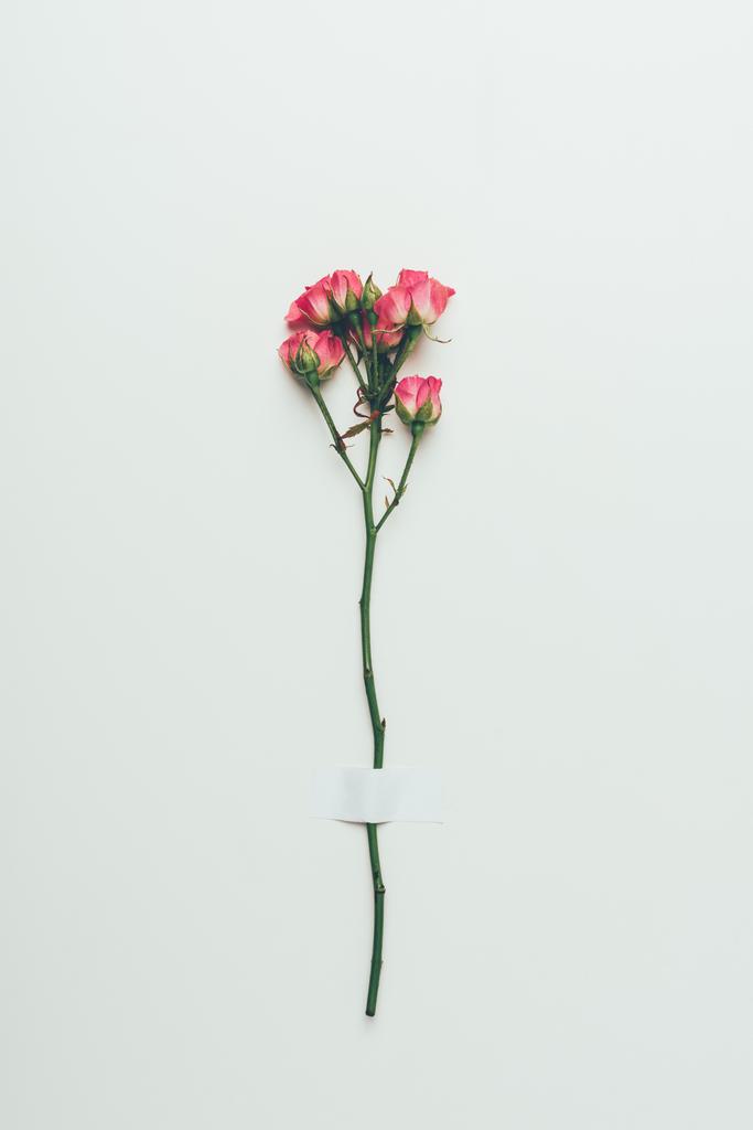 belas rosas rosa concurso no galho isolado no cinza
 - Foto, Imagem