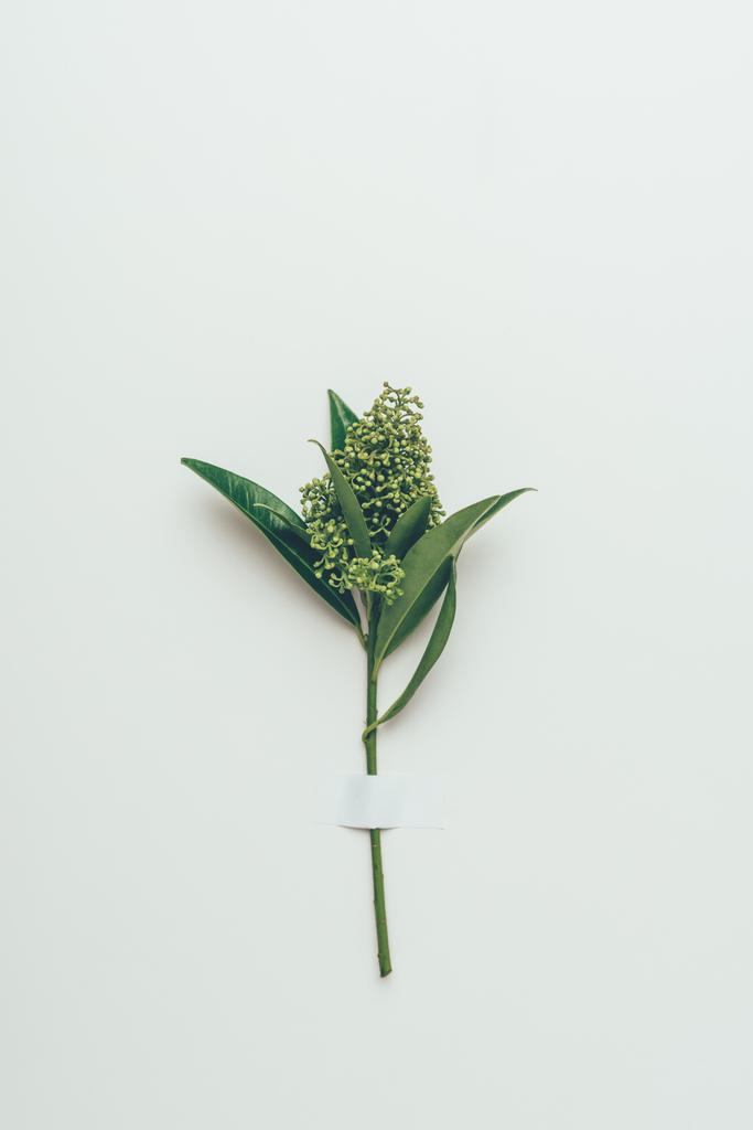 mooie tedere bloemknoppen met groene bladeren op grijs - Foto, afbeelding