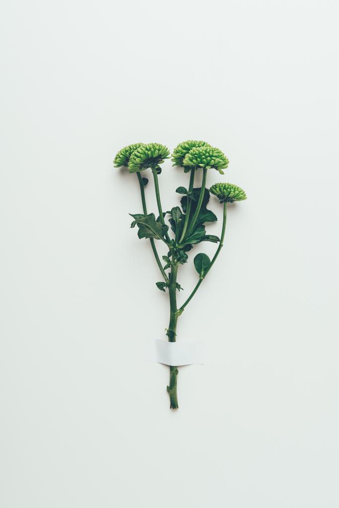elegant green flowers with leaves on twig on grey - Photo, Image