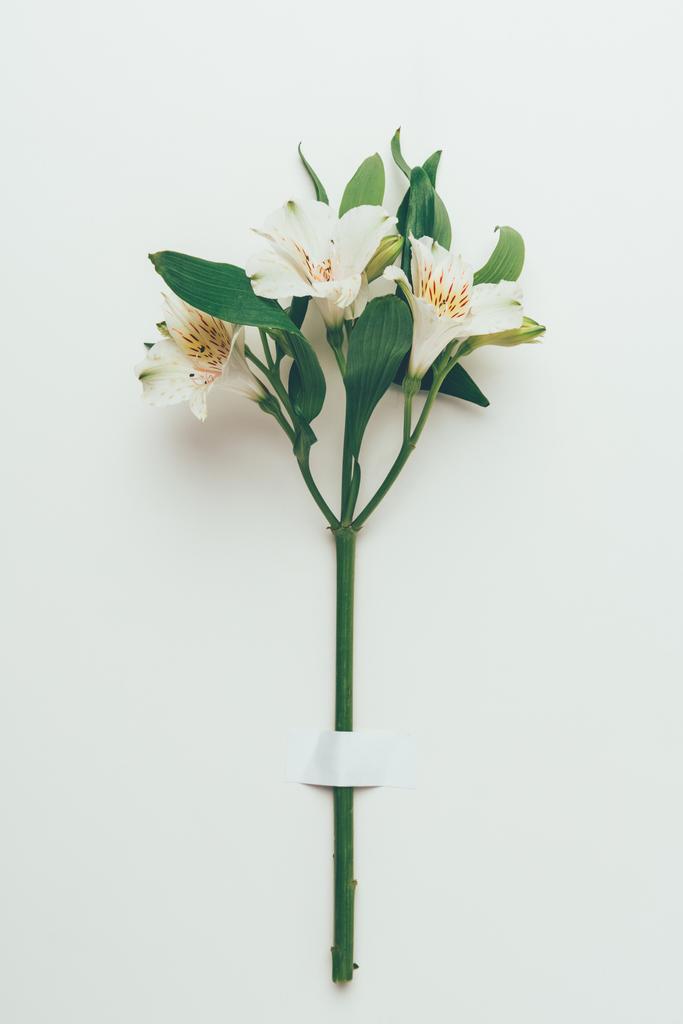 крупным планом вид красивых нежных цветов лилии с зелеными листьями на веточке на сером
 - Фото, изображение