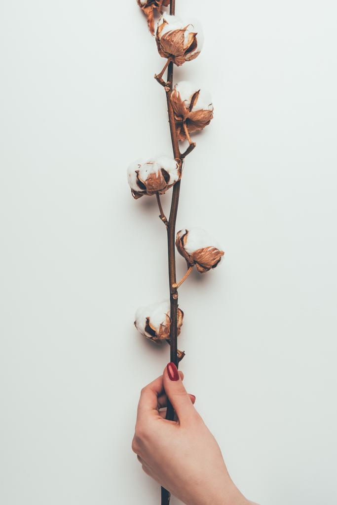 vista parcial de la persona que sostiene flores de algodón en ramita aislada en gris
 - Foto, Imagen