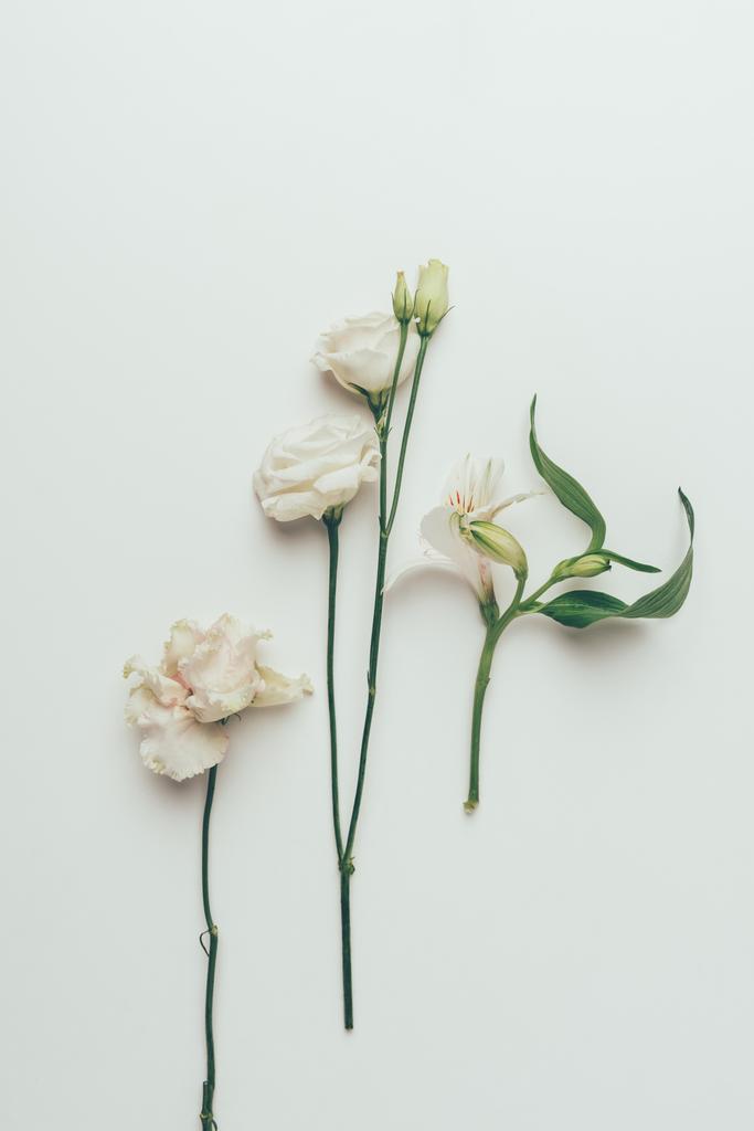vergrote weergave van mooie tedere Wit bloeiende bloemen geïsoleerd op grijs  - Foto, afbeelding