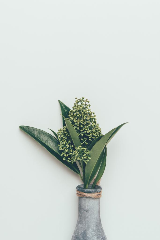 vue rapprochée de beaux boutons floraux avec des feuilles vertes dans un vase isolé sur gris
  - Photo, image