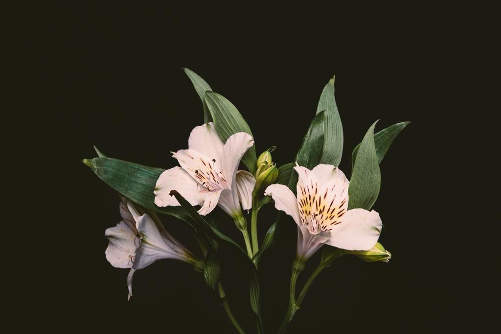 szép kis virágot elszigetelt fekete, zöld levelekkel kiadványról - Fotó, kép