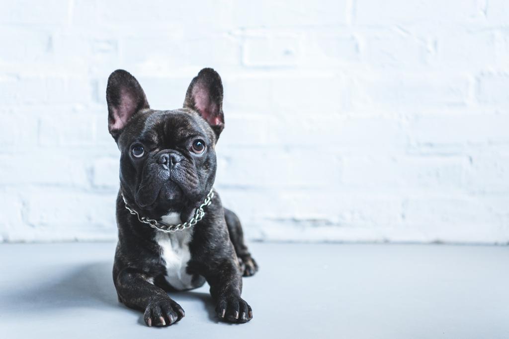 Cute French bulldog lying on floor and looking up - Photo, Image