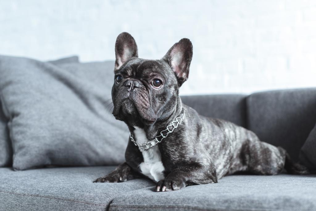 Carino bulldog francese sdraiato sul divano grigio  - Foto, immagini