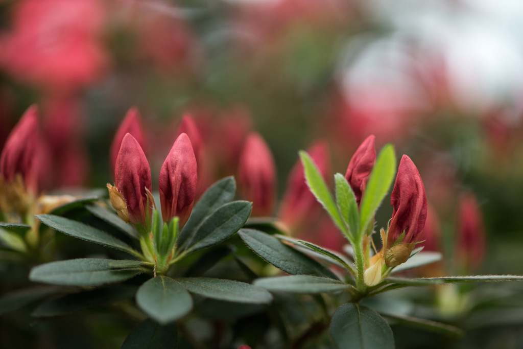 selectieve aandacht mooie tedere rode bloemknoppen of donkergroene bladeren - Foto, afbeelding