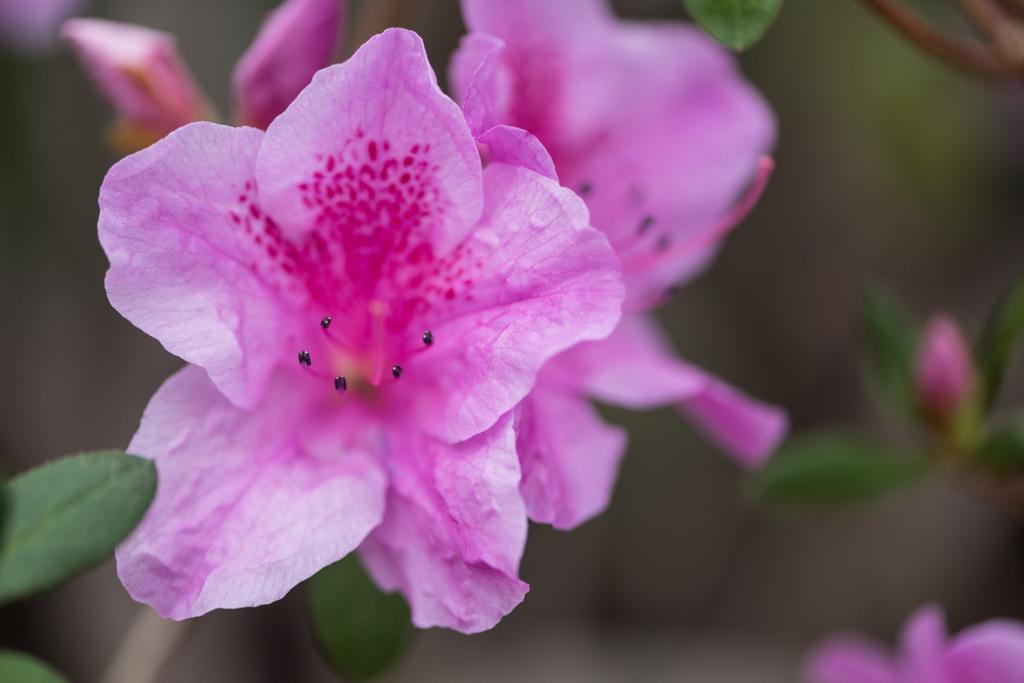 lähikuva kaunis tuore kukkivat violetti kukat
   - Valokuva, kuva