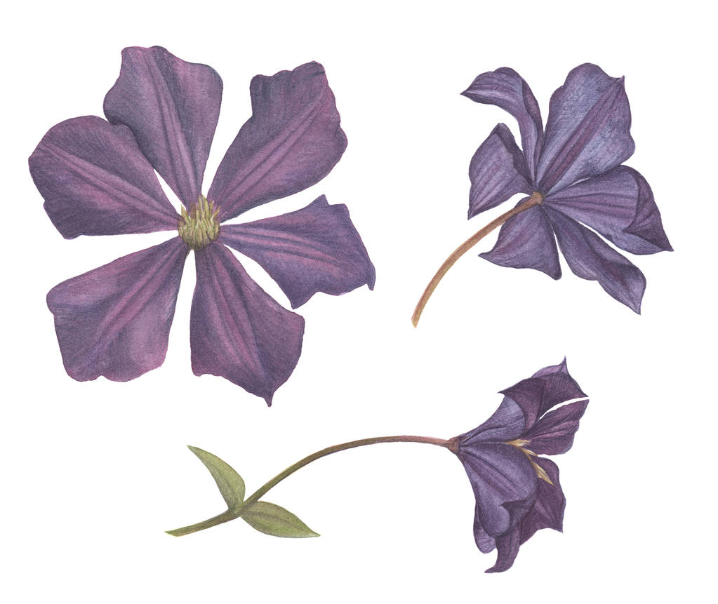 flowers and buds of purple clematis hand-drawn by watercolor - Photo, Image