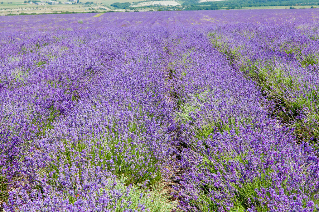 Field of blooming lavender - Photo, Image