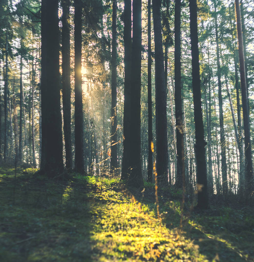 Sonnenstrahlen bahnen sich ihren Weg durch Baumstämme im Morgenwald. Fichtenwald, Sonnenstrahlen durch Morgennebel - Foto, Bild