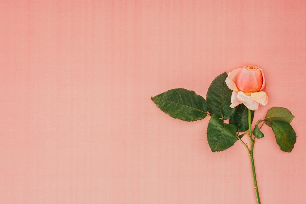 красива ніжна рожева квітка троянди з зеленим листям на рожевому фоні
 - Фото, зображення