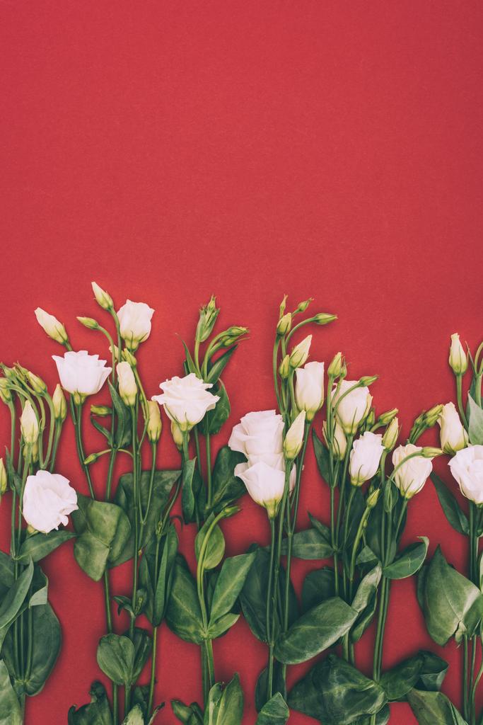gyönyörű pályázati eustoma virágok és zöld levelek vörös háttérben rügyek - Fotó, kép