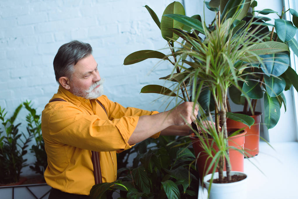 вид сбоку на бородатого пожилого человека, сажающего дома зеленые растения
 - Фото, изображение