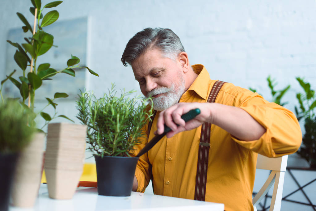 lachende senior man groene plant planten in pot thuis - Foto, afbeelding