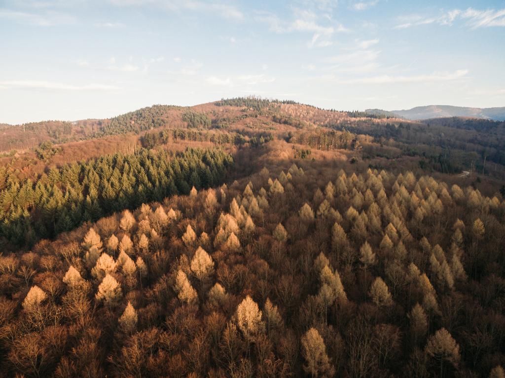 Orman - Fotoğraf, Görsel