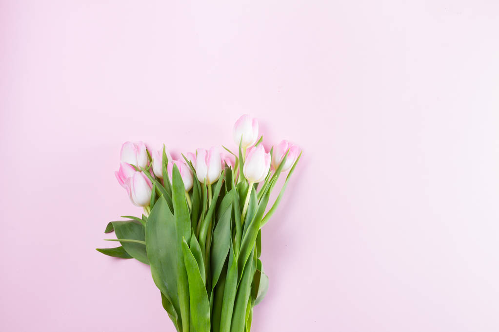 Różowe świeże tulipany - Zdjęcie, obraz