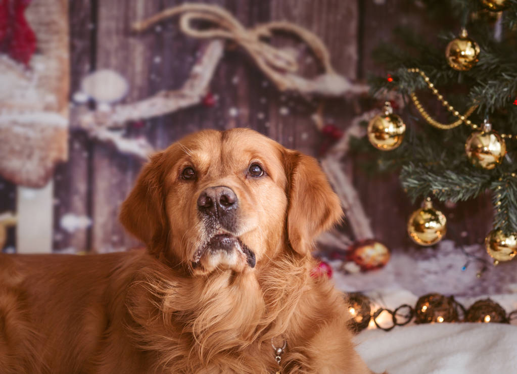 Golden Retriever Hund mit Wange - Foto, Bild
