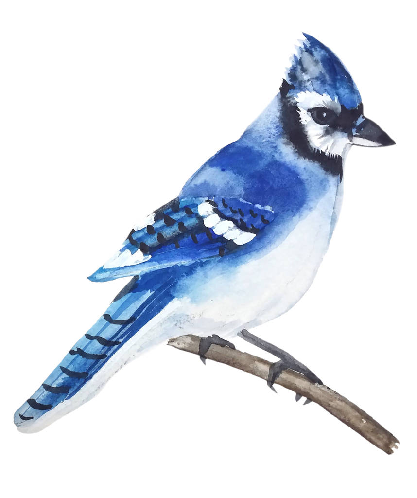 bright bird blue Jay with a blue tuft on his head, black and white face and a colorful wing, watercolor painting - Photo, Image