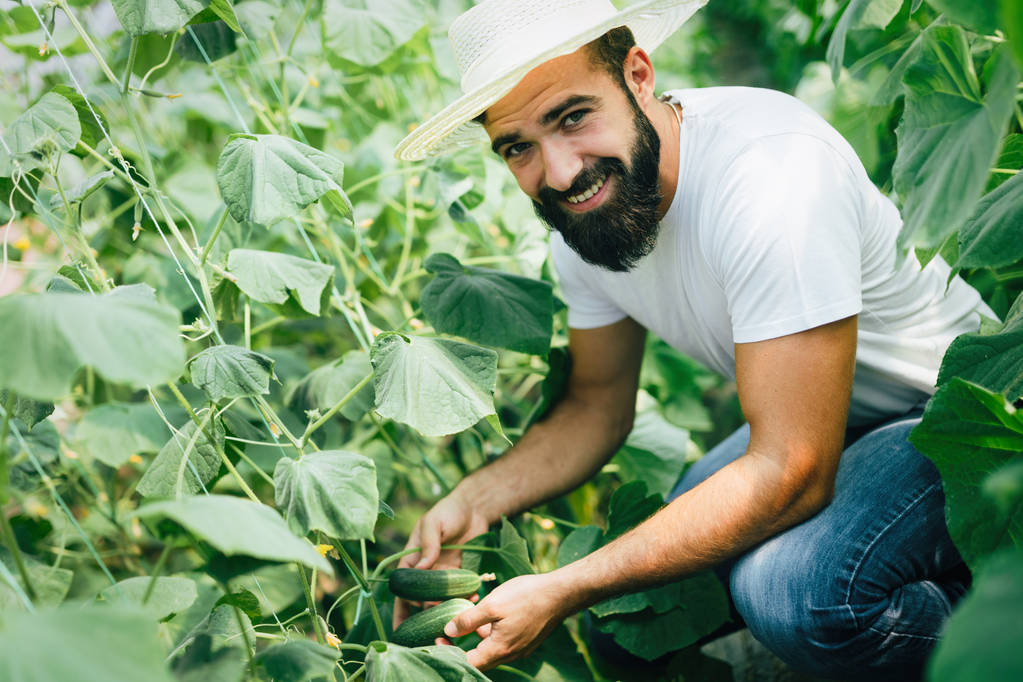 Férfi csinos farmer szedés friss uborka, a melegház kertjében - Fotó, kép