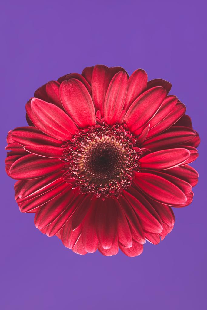 紫色の母親の日の概念上のガーベラの花のクローズ アップ撮影 ロイヤリティフリー写真 画像素材