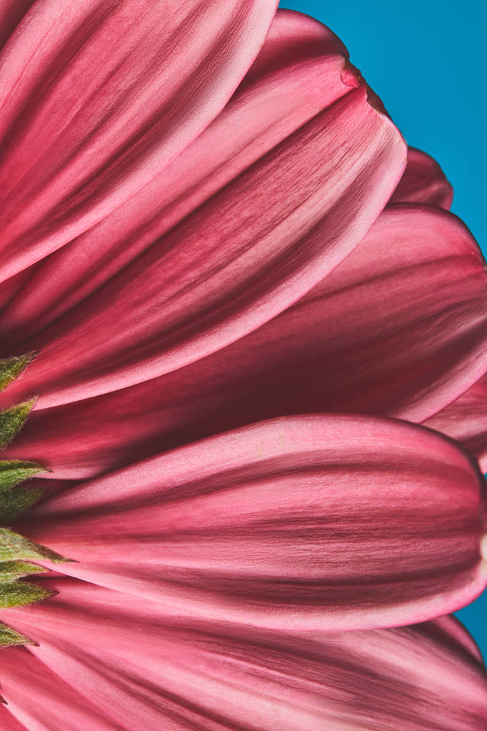 ガーベラの花の花びら 母親日コンセプトのマクロ撮影 ロイヤリティフリー写真 画像素材