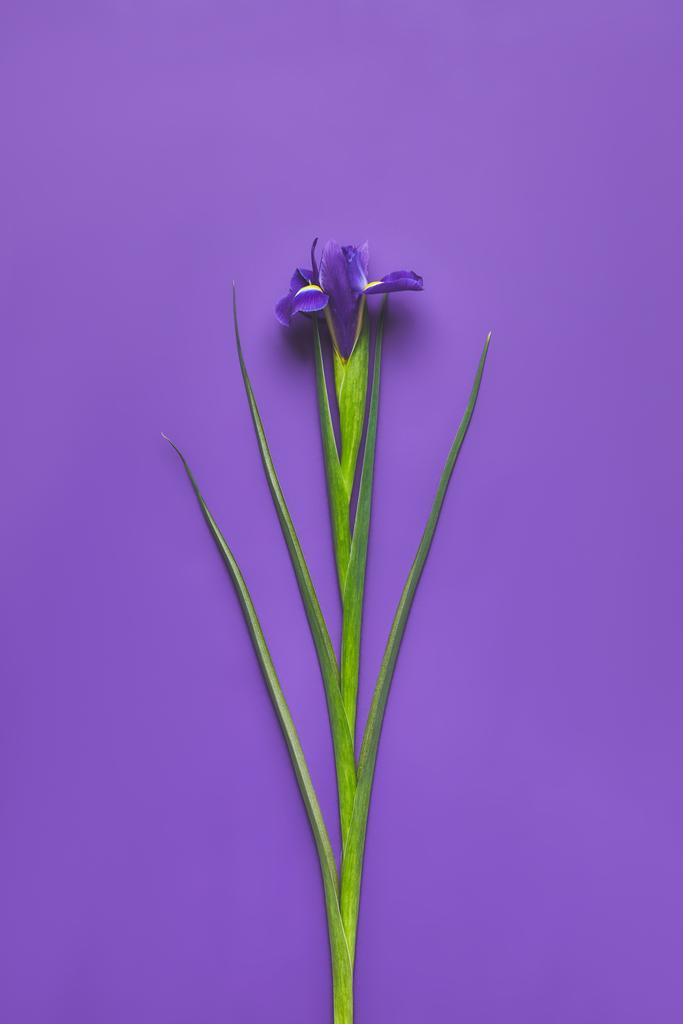 top view of single iris flower on purple, mothers day concept - Photo, Image