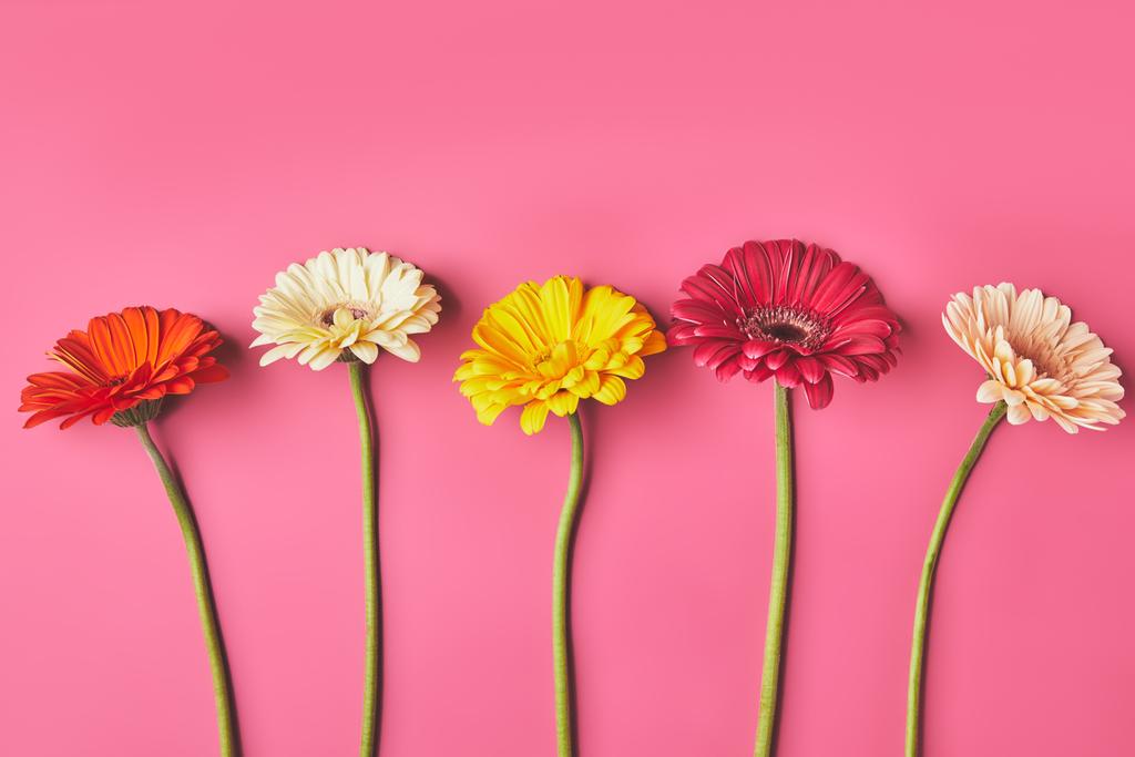 top view of colorful Gerbera flowers in row on pink, mothers day concept - Photo, Image