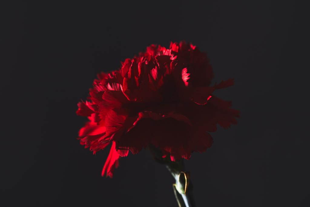 close-up de flor de cravo vermelho em preto, conceito de dia de mães
 - Foto, Imagem