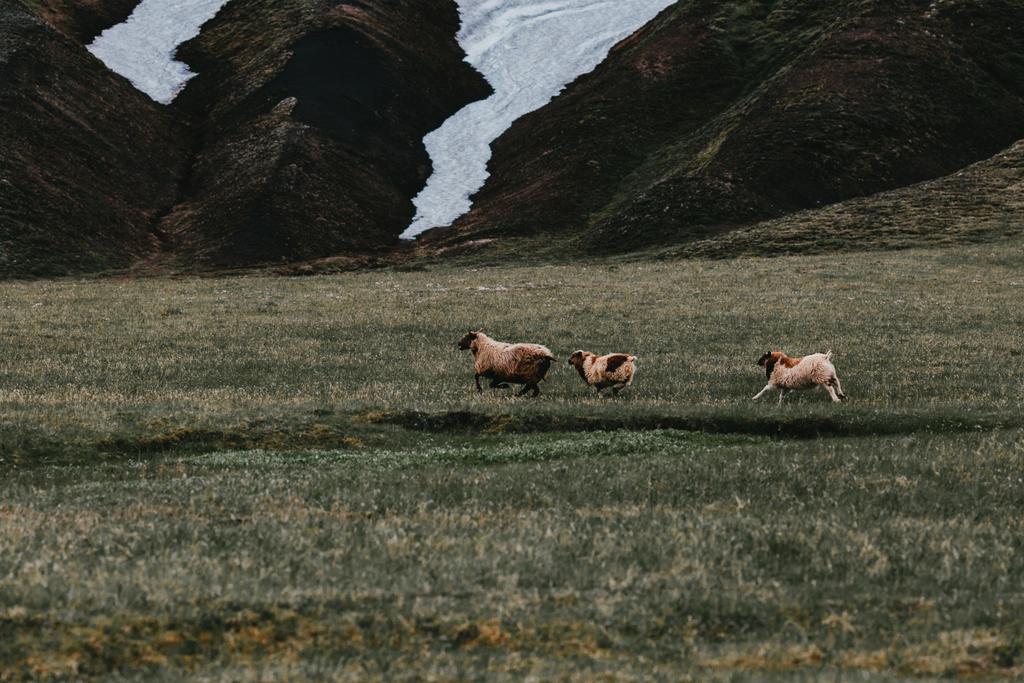 moutons - Photo, image