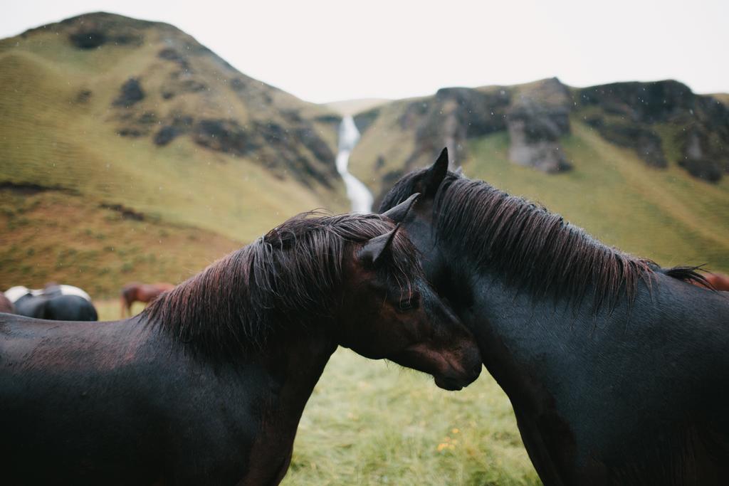 μαύρο άλογα - Φωτογραφία, εικόνα