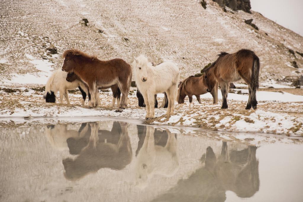 Cavalos islandeses
 - Foto, Imagem