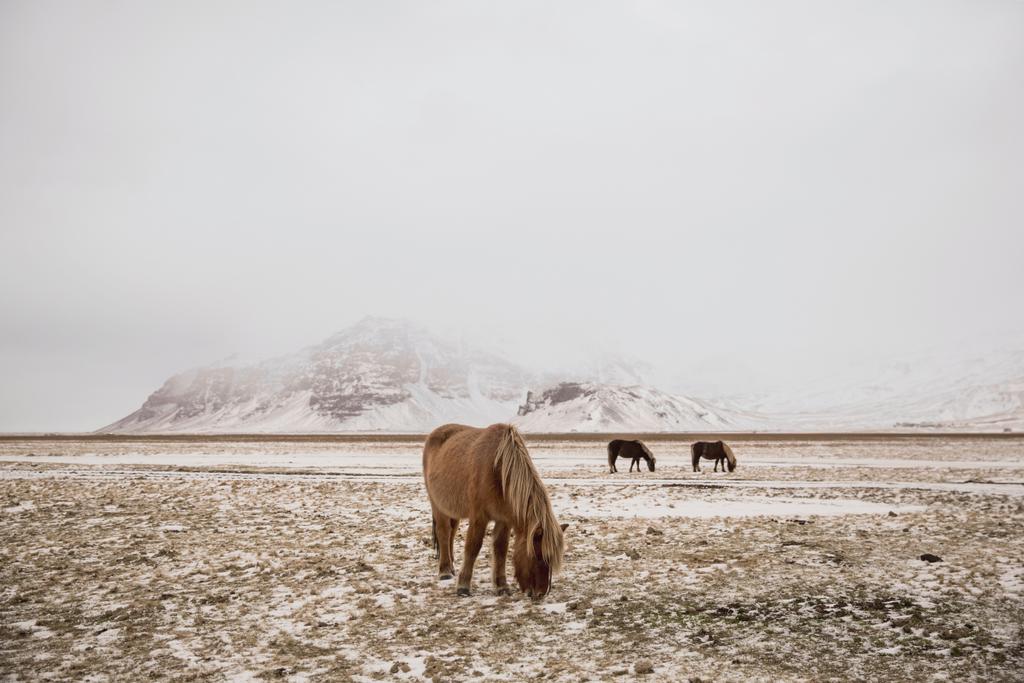 İzlandalı atlar - Fotoğraf, Görsel