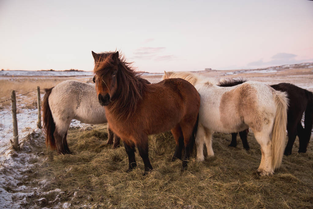 Hevoset - Valokuva, kuva