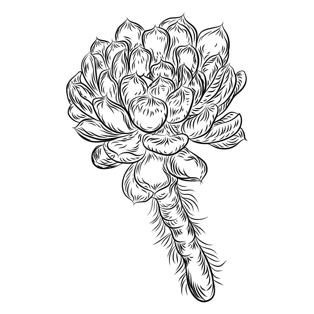 Tropical plant, hand drawing, cactus flower guzmania, echeveria, - Vector, Image